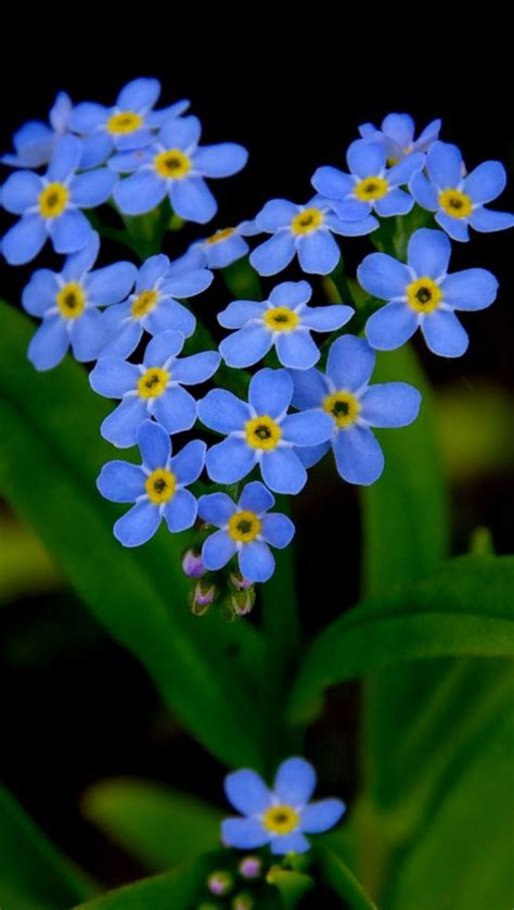 High quality graphical desktop backrounds that you can use as your computer wallpaper. Forget Me Not Wallpapers - Wallpaper Cave