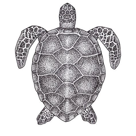 Turtle coloring pages has intuitive design to easy to use, is perfect for everyone who likes sea turtle, cartoon turtle, and baby turtles! Sea turtle | Turtle, Easy animal drawings, Sea turtle