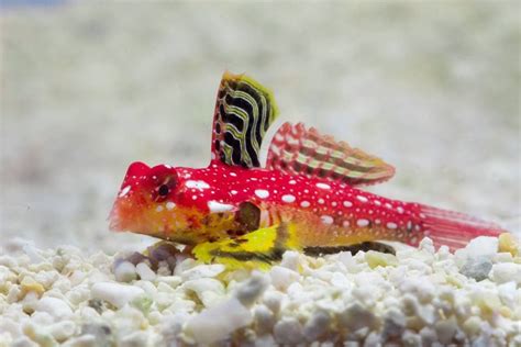 Red Scooter Blenny Fish Care Diet Male Female Seafish