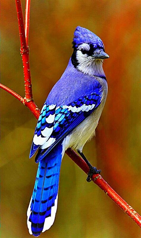 Use them in commercial designs under lifetime, perpetual & worldwide rights. The Blue Jay COMMON NAME: BlueJay SCIENTIFIC NAME ...