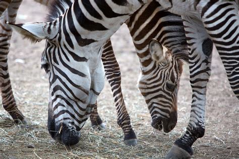 Second Baby Zebra Born At Como Zoo Mpr News