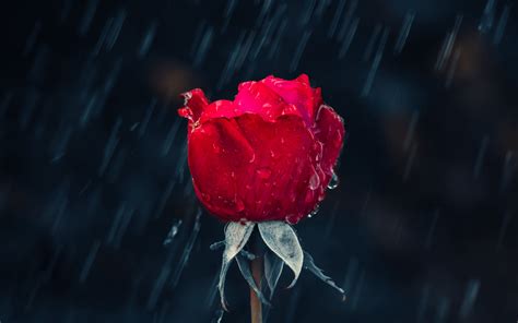 Download Wallpaper 3840x2400 Rose Rain Drops Moisture Red 4k Ultra