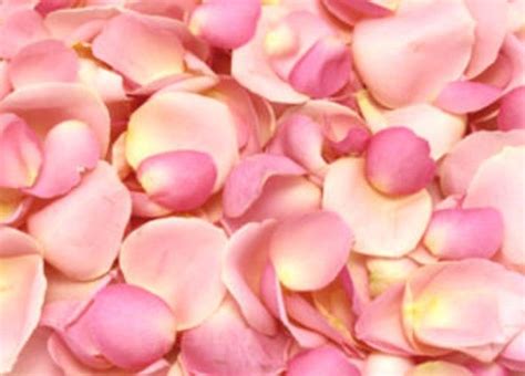 Fresh Rose Petals Light Pink Wholesale To The Trade Only All