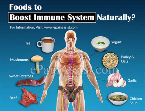 Ginseng improves the performance of your immune system by regulating each type of immune cell, including macrophages, natural killer cells, dendritic cells, t cells and b cells. How to Boost Immune System Naturally?