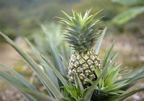How To Grow Pineapples As Houseplants 2020 Guide Growing Magazine