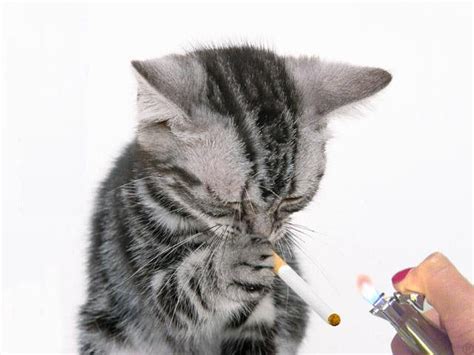 Funny Animals Smoking Best Photos And Wallpapers 2013 All Funny