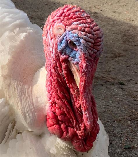 Our handsome Romeo before and... - Lilly's Animal Sanctuary