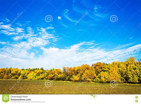 Autumn Landscape Yellowing Trees Nature Background Stock Photo