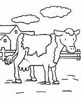 Coloring Pages Cow Farm Animal Kids Animals Sheets Baby Cows Davemelillo Getdrawings Printables Color Colouring Preschool sketch template