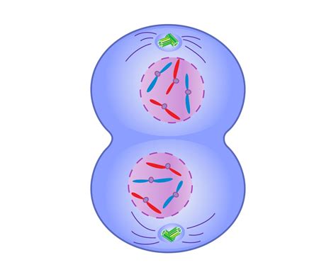 Telophase Definition Summary Mitosis And Facts Britannica