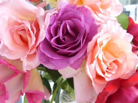 Download free heart images and use any clip art,coloring,png graphics in your website, document or presentation. Rose flowers free stock photos download (11,612 Free stock ...