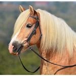 Outriders doesn't recall either of those, instead borrowing its mechanics from a long list of popular games, just like its story moments are borrowed from every science fiction thing ever made. Shop Aussie Barcoo Outrider Bridle online From Two Horse Tack