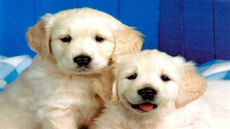 48 Puppies Wallpapers Free Download Wallpapersafari