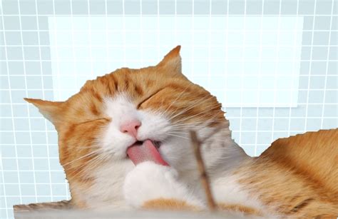 Saat kucing demam, ini adalah reaksi dari daya tahan tubuhnya untuk melawan penyakit. Kenali Beberapa Tanda Kucing akan Melahirkan