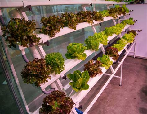 Best Indoor Hydroponic Garden System For Growing Food Treesindoor