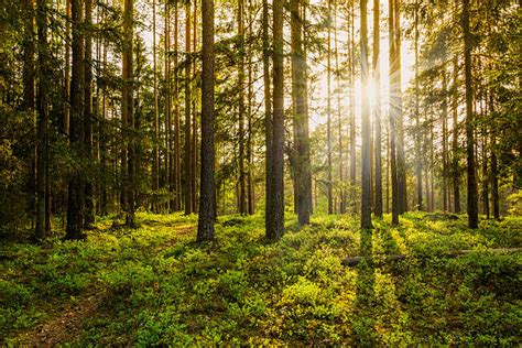 Royalty Free Forest Pictures Images And Stock Photos Istock