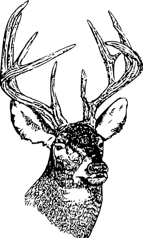 Download This Free Icons Png Design Of Whitetail Deer Head Hd