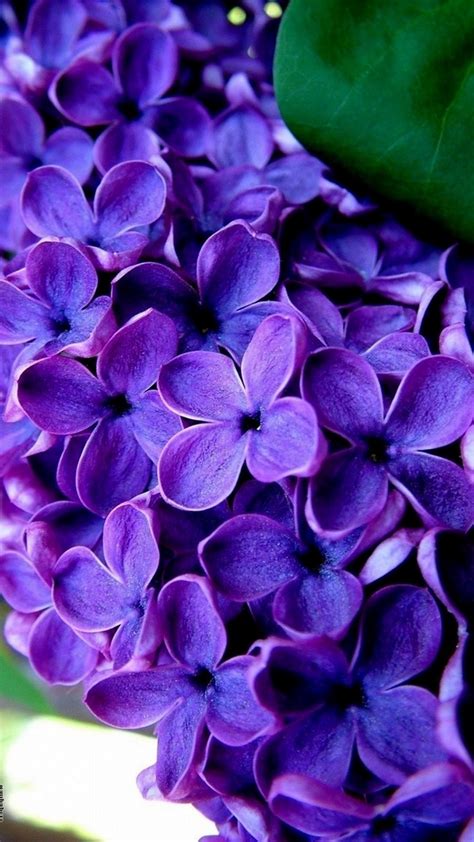 Purple Flower Wallpaper Mac