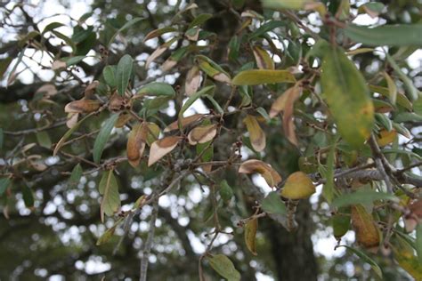 Annual Texas Live Oak Leaf Drop Texas Plant Disease