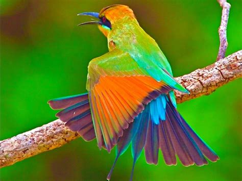 Free Photo Beautiful Bird Animal Beauty Bird Free Download Jooinn