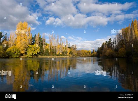 Autumnal Forest With Reflections In The Clutha River Roxburgh Otago