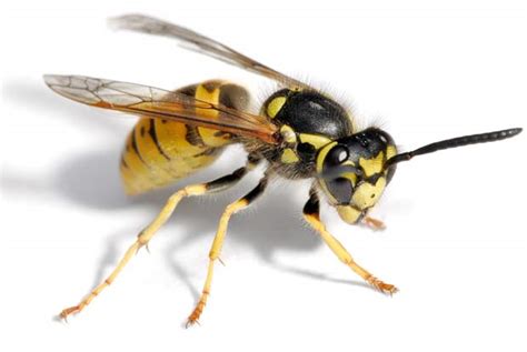Yellow Jacket Wasps Portland Pest Guard