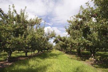 Fuji apples require 200 to 400 chill hours and require a pollinator such as gala, golden delicious, granny smith and jonathan. The Size of an Apple Tree and the Rate of Growth | Home ...
