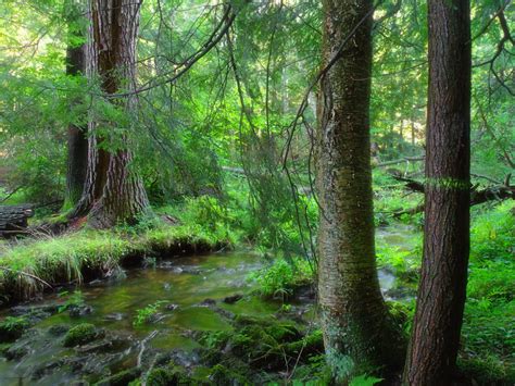 Free Images Tree Creek Swamp Wilderness Branch Hiking Trail