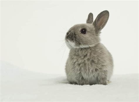 Dwarf Rabbits As Pets Everything You Needed To Know