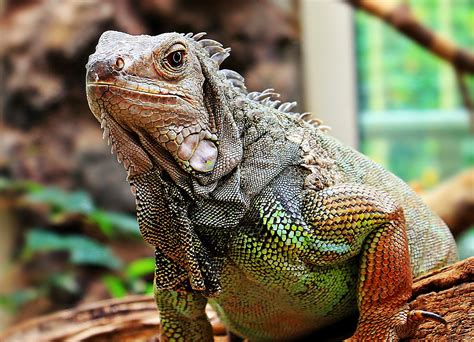 Iguane Reptile Zoo Photo Gratuite Sur Pixabay Pixabay