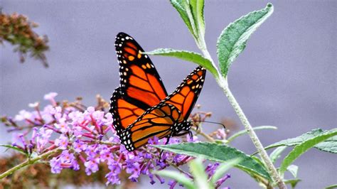 Welcome Home Blog ♥ The Beautiful Monarch Butterfly