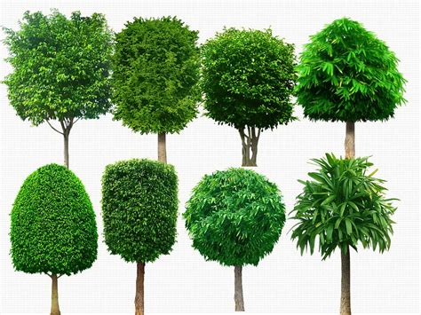 Download Free Trees PSD