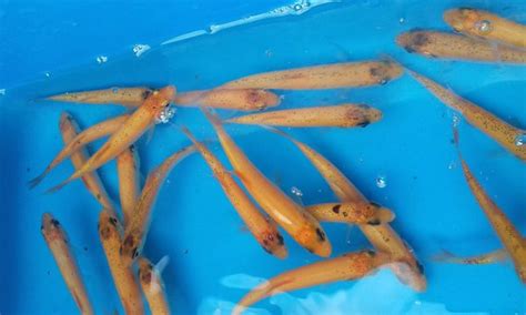 Just like the mouth of a fish, the size, shape, and position of the eyes can provide information about where a fish lives and what it feeds on. goldorfen, goldorfe, orfen, blaue orfe