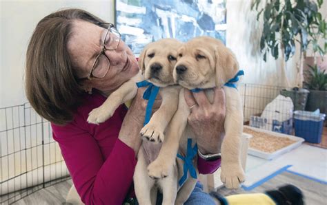 Cavedale Puppies Hope To Become Canine Companion Service Dogs