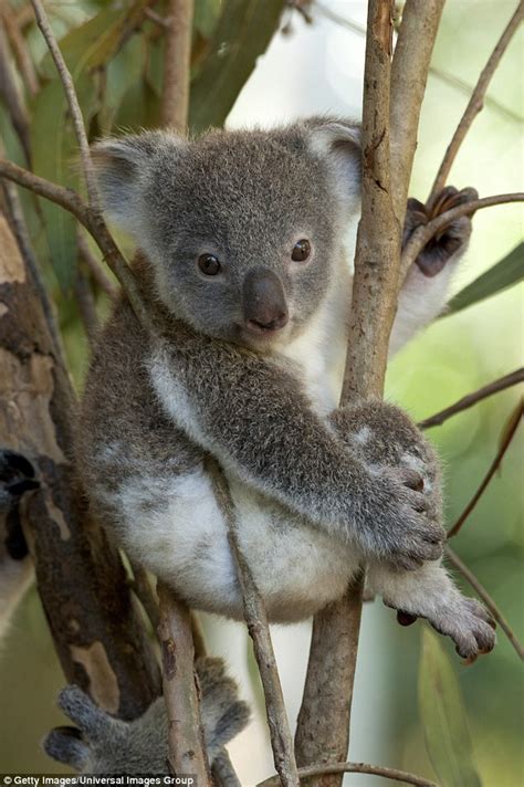 Koalas Sex Lives Revealed After Marsupials Are Fitted With Gps