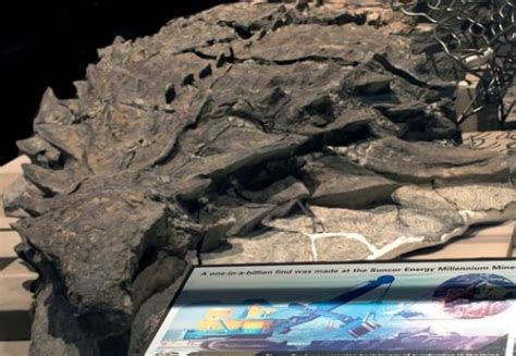 Worlds Best Preserved Armoured Dinosaur Revealed In All Its Bumpy