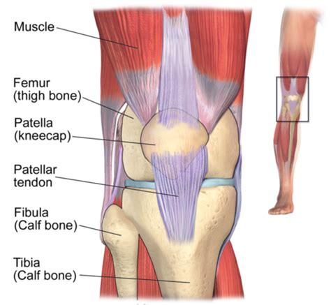 What To Do For Tendonitis Of The Knee Human Anatomy
