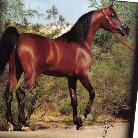 Top 104 Pictures Pictures Of An Arabian Horse Updated