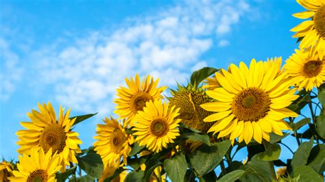Sunflowers Against A Blue Sky Windows Spotlight Images