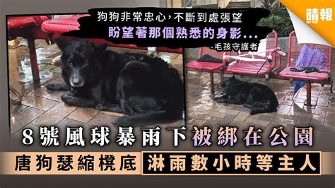 Search for text in url. 【颱風悲歌】8號風球暴雨下被綁在公園 唐狗瑟縮櫈底淋雨數小時等主人 - 晴報 - 家庭 - 熱話 - D200819