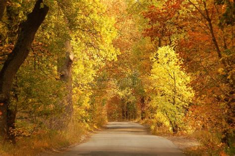 Autumn Forest Road Stock Image Image Of Europe Outdoor 127403621