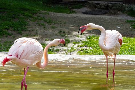 However, some of those appearing in florida. Know What Flamingos Eat? You'll Be Amazed to Find Out
