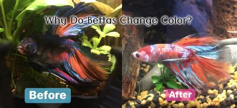 Why Do Betta Fish Change Color Nicebettathailand Com