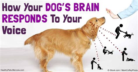 This Is How Your Dogs Brain Hears What You Say With Images Dog