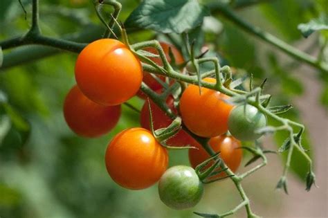 How To Grow Tomatoes In Pots A Practical Guide For You