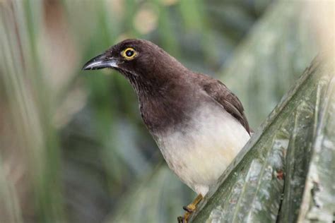 10 Different Types Of Brown Birds In The World Curb Earth