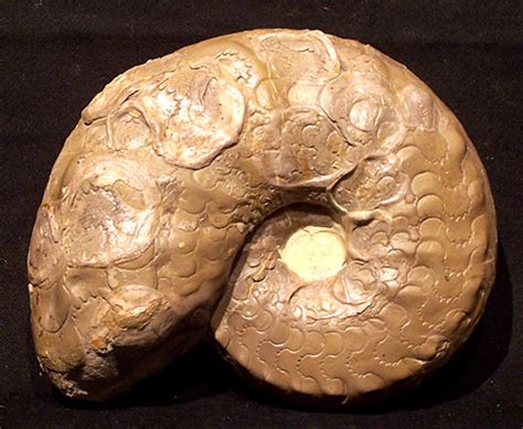 We did not find results for: Steinkern.de - Die Fossilien-Community - 13. Ceratiten des ...