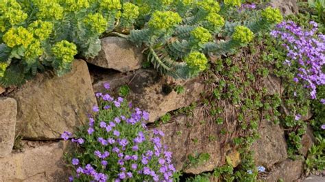Dieser pinnwand folgen 112 nutzer auf pinterest. Bepflanzte Trockenmauer im Garten bauen | Wohnen