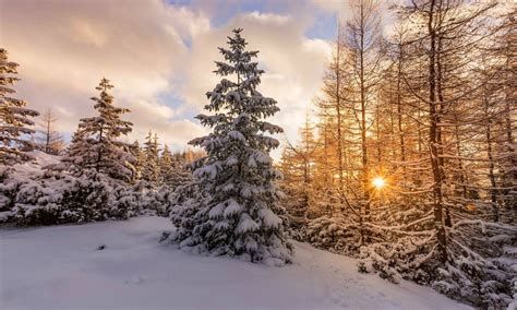 Download 1920x1080 Snow Winter Sunset Pine Tree Wallpapers For