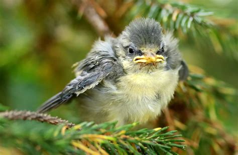 Real Life Angry Bird Looks Grumpy As It Waits To Be Fed Metro News